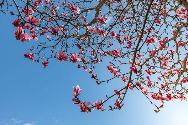 Washington State-Seabeck Tulip magnolia tree in bloom